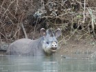Tapirus terrestris