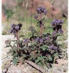 Phacelia pinnatifida