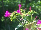 Mirabilis jalapa