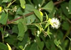 Pisoniella arborescens