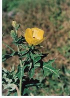 Argemone subfusiformis