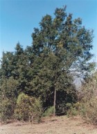Podocarpus parlatorei