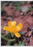 Ranunculus praemorsus