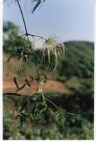 Clematis montevidensis