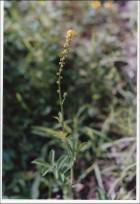 Agrimonia parviflora