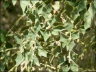Jodina rhombifolia