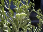 Menodora integrifolia