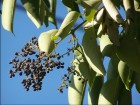 Ligustrum lucidum