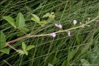 Desmodium uncinatum