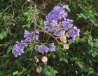 Jacaranda mimosifolia