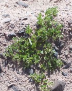 Sclerophylax adnatifolia