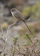 Leptasthenura aegithaloides