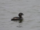 Podilymbus podiceps
