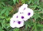 Ipomoea cairica