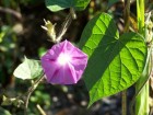 Ipomoea purpurea
