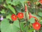 Ipomoea rubriflora