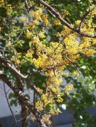 Geoffroea decorticans