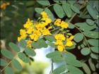 Tipuana tipu