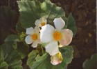 Begonia rubricaulis