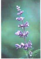 Salvia cuspidata