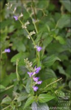 Salvia stachydifolia