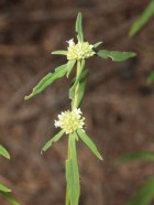 Borreria densiflora