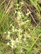 Borreria eryngioides