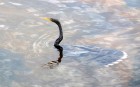 Anhinga anhinga