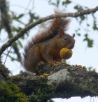 Notosciurus pucheranii