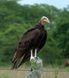 Cathartes burrovianus