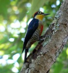 Melanerpes flavifrons