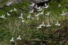 Codonorchis lessonii