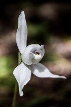 Codonorchis lessonii