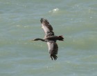 Phalacrocorax gaimardi