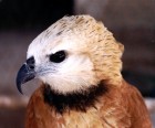 Busarellus nigricollis