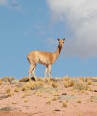 Lama vicugna