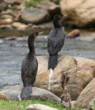 Phalacrocorax brasilianus