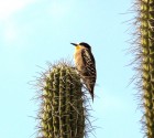 Melanerpes cactorum