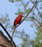 Pyrocephalus rubinus