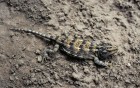 Diplolaemus darwinii