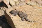 Diplolaemus bibronii
