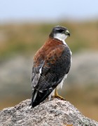 Geranoaetus polyosoma