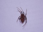 Latrodectus geometricus