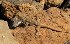 Phymaturus zapalensis