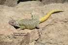 Phymaturus querque