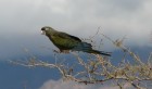Cyanoliseus patagonus