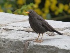 Turdus chiguanco