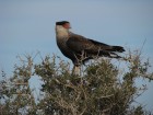 Caracara plancus