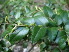 Nothofagus dombeyi