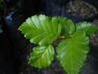 Nothofagus pumilio